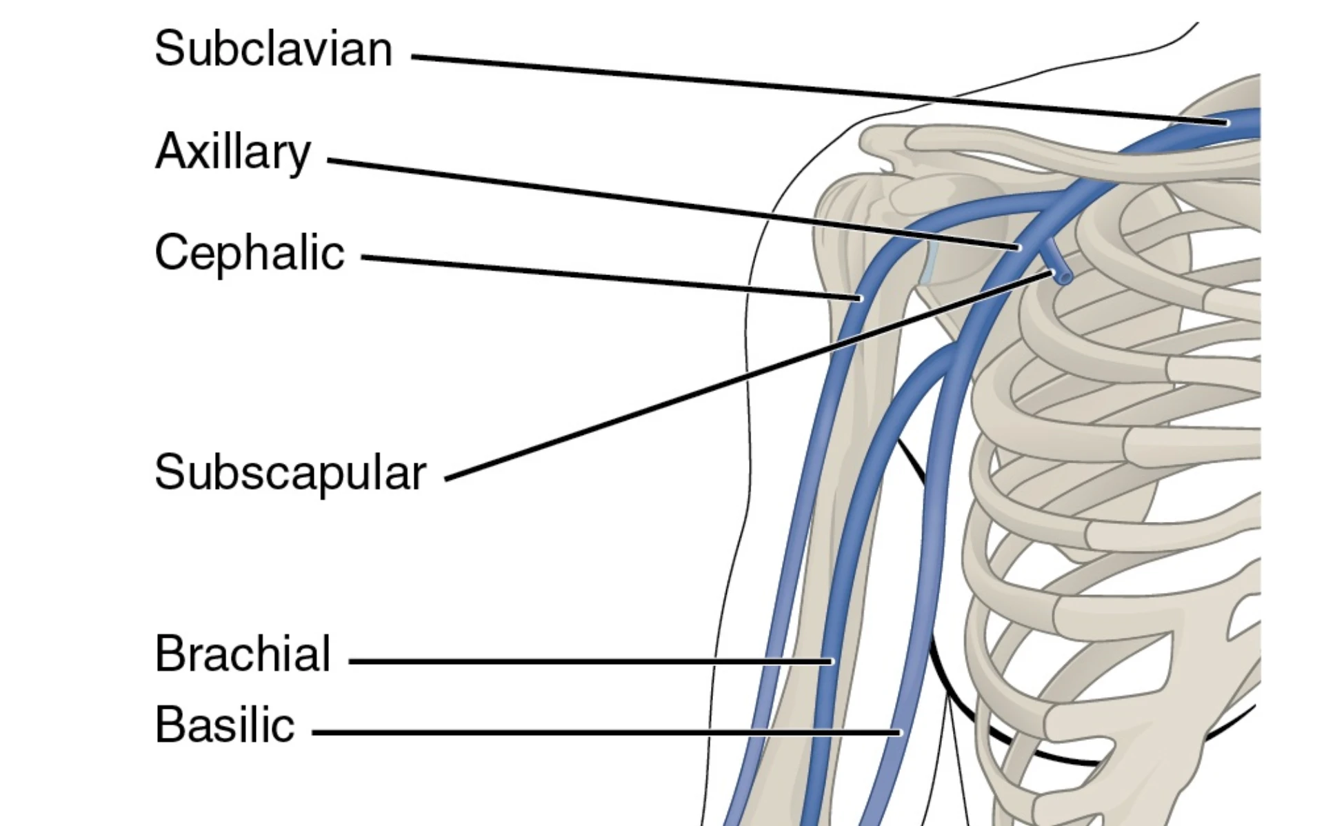 Thoracic upper-limb venous diagram showing subclavian vein coursing posterior to the clavicle and superior to the first rib