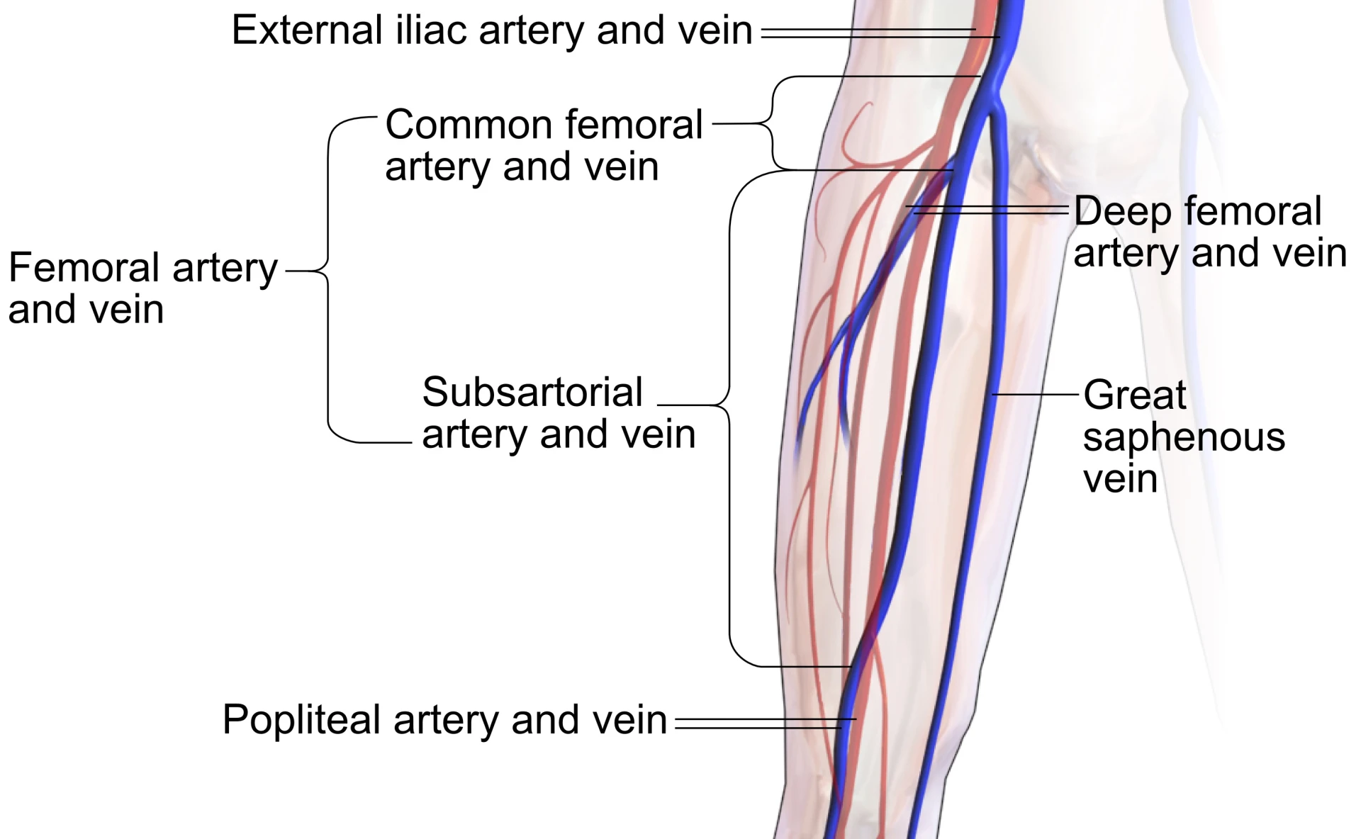 Common femoral artery and vessels in the subsartorial canal