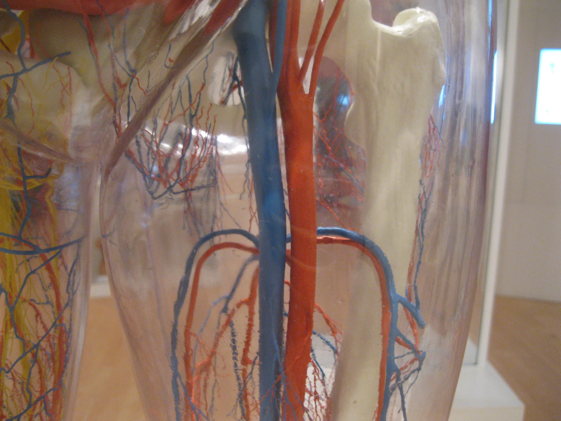 Cadaveric view of femoral vessels supporting retroperitoneal anatomy