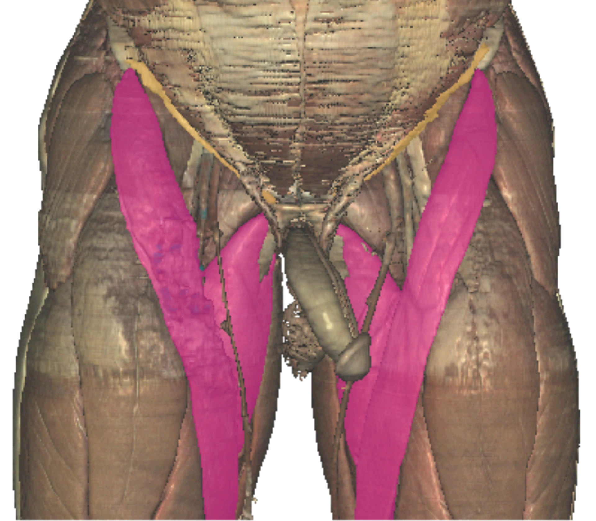 Femoral triangle borders diagram