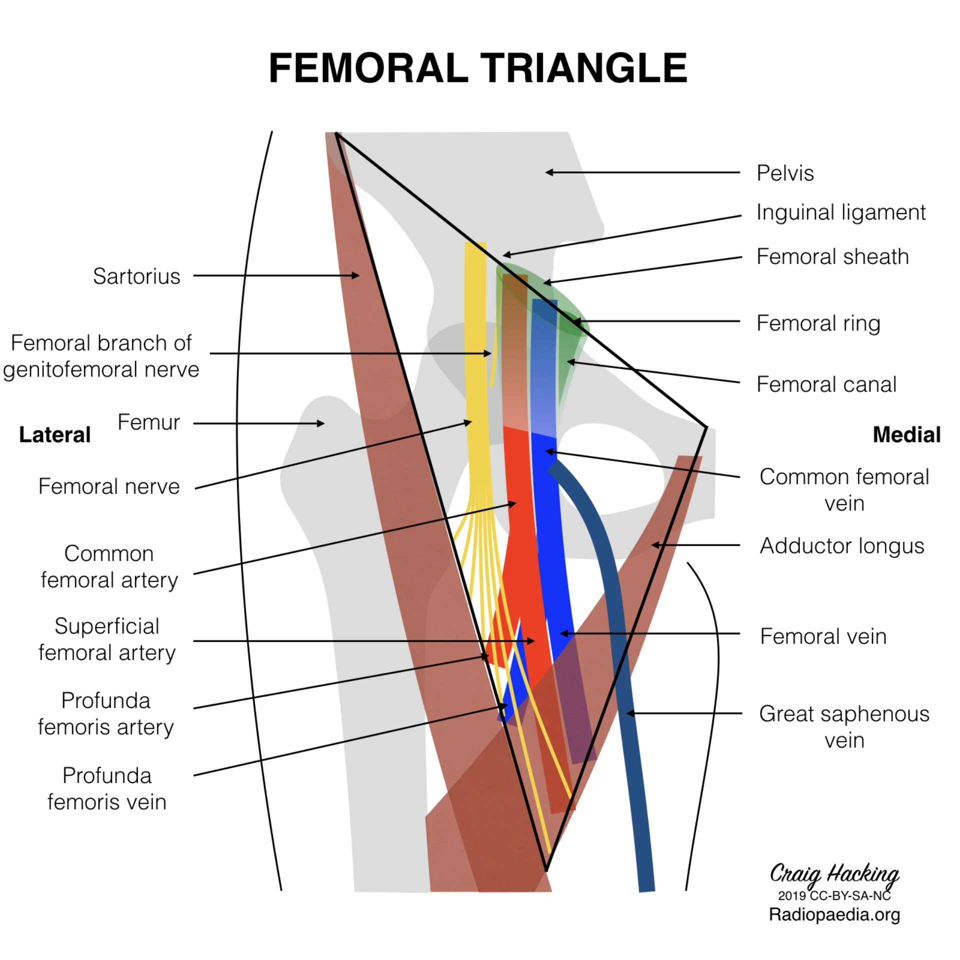 Femoral triangle schematic