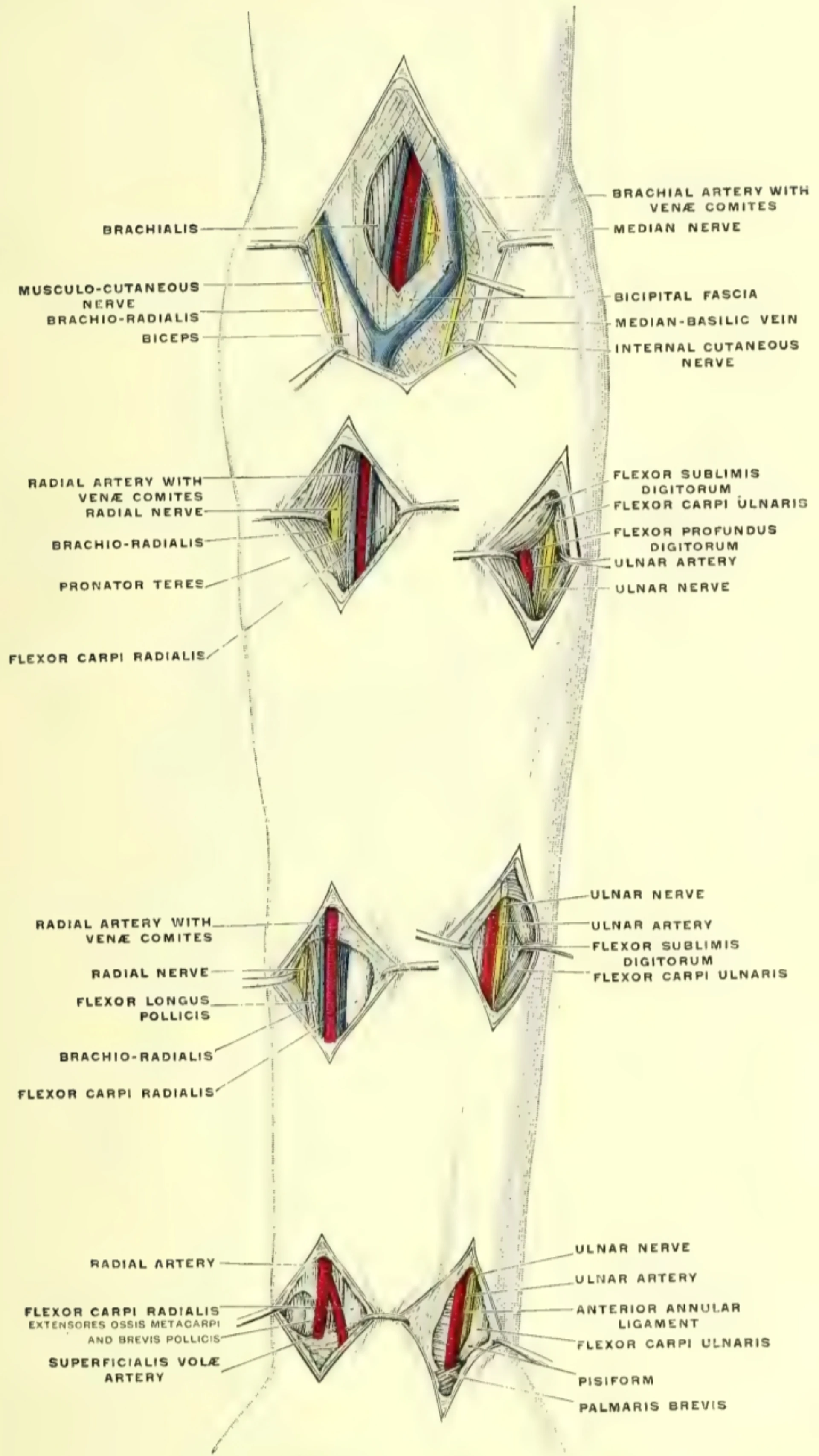 Anatomical plate of the forearm showing the course of the radial artery from the cubital fossa to the wrist, with the parallel ulnar artery