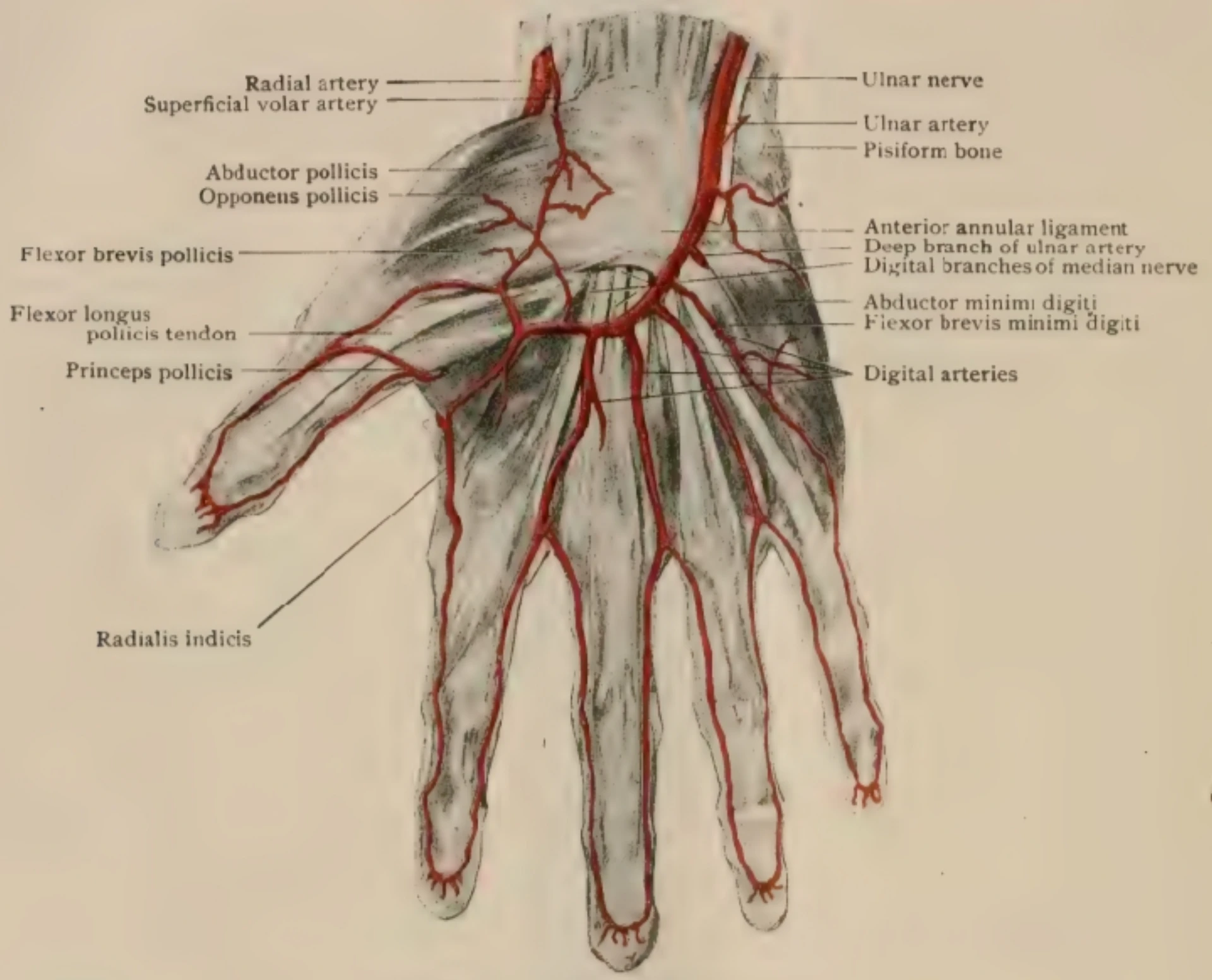 Anatomical plate showing the radial and ulnar arteries at the wrist and hand with deep and superficial palmar arches forming the collateral circulation