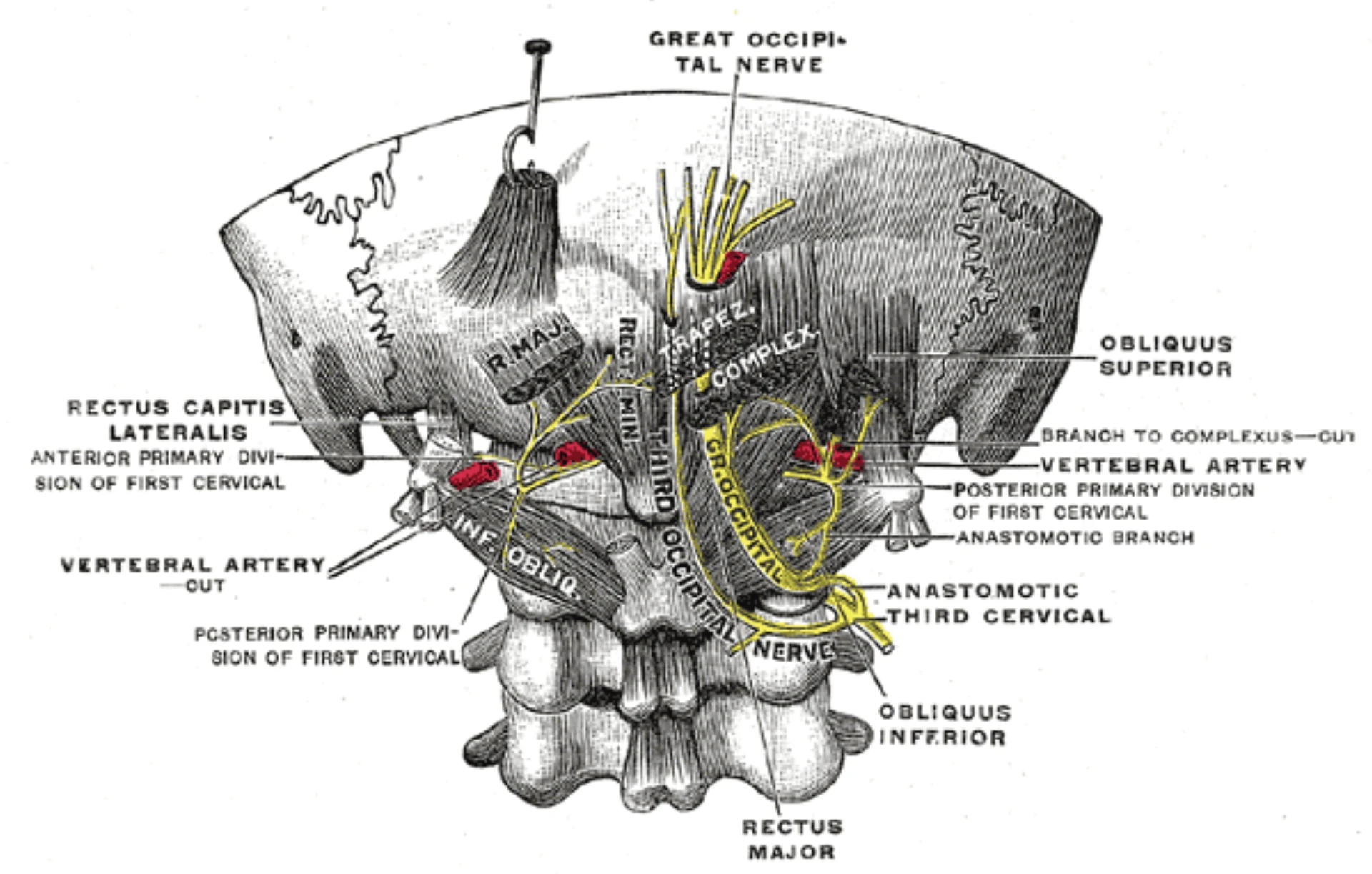 Gray's Anatomy Fig 800 — nerves of the scalp showing greater occipital nerve emergence