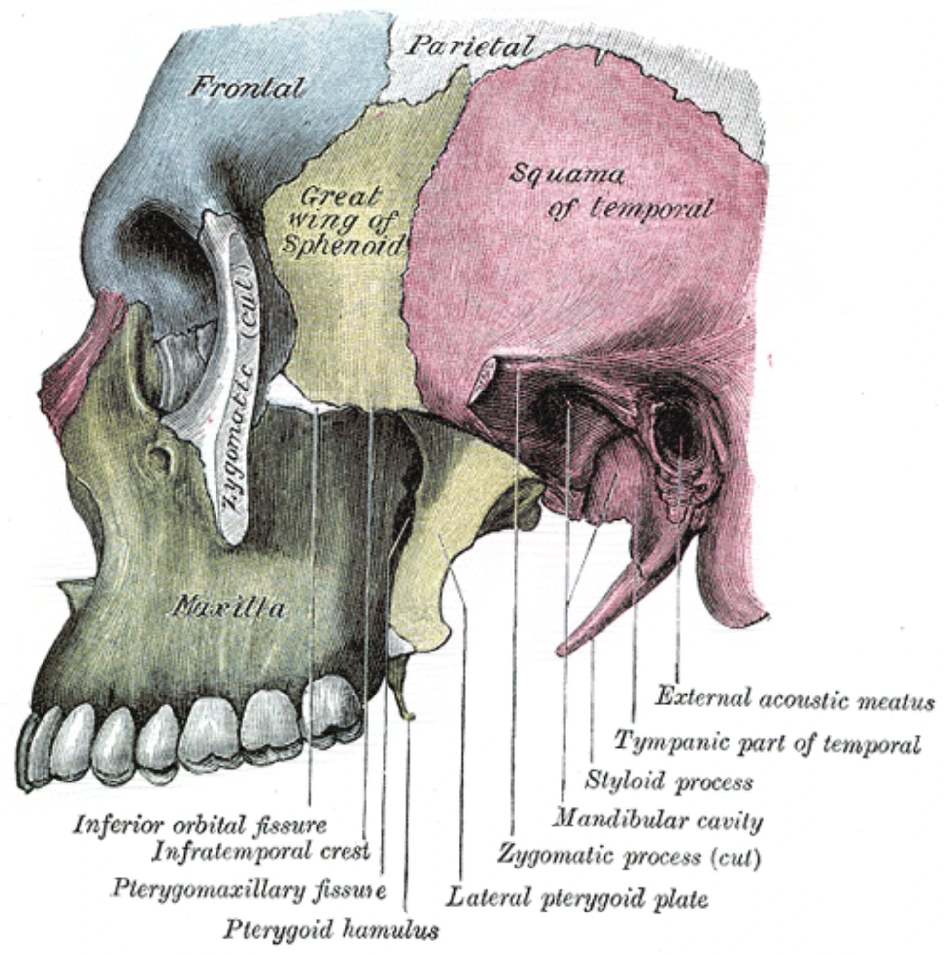 Line drawing of the lateral nasal cavity wall with the corridor and turbinates labeled — Gray's plate 189