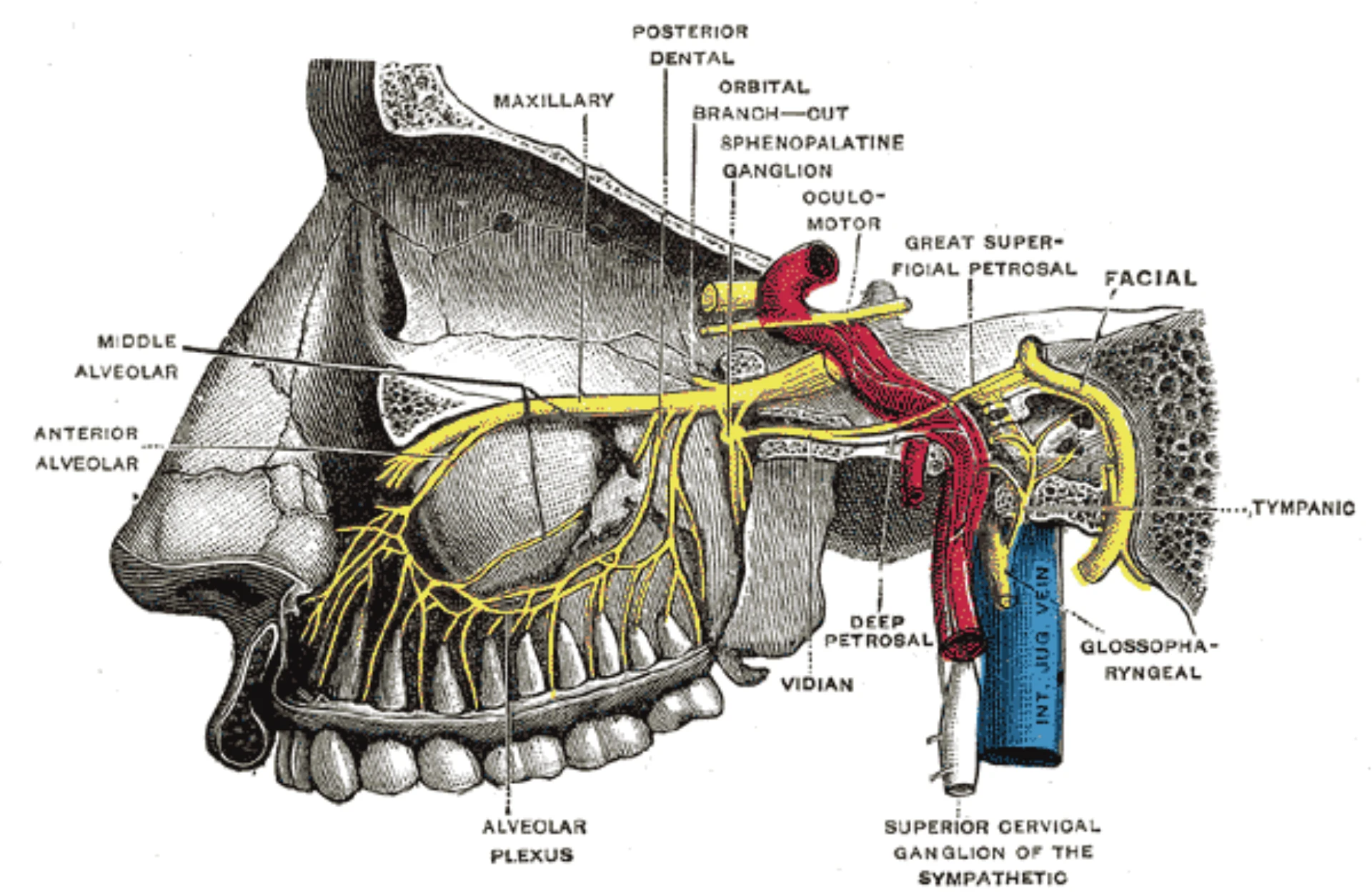 Sphenopalatine ganglion in the pterygopalatine fossa with sympathetic and trigeminal connections — Gray's plate 779