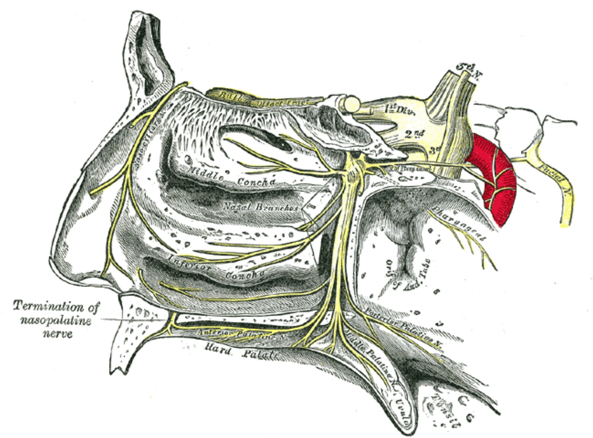 Isolated branches of the sphenopalatine ganglion — greater and lesser palatine, posterior nasal — Gray's plate 780