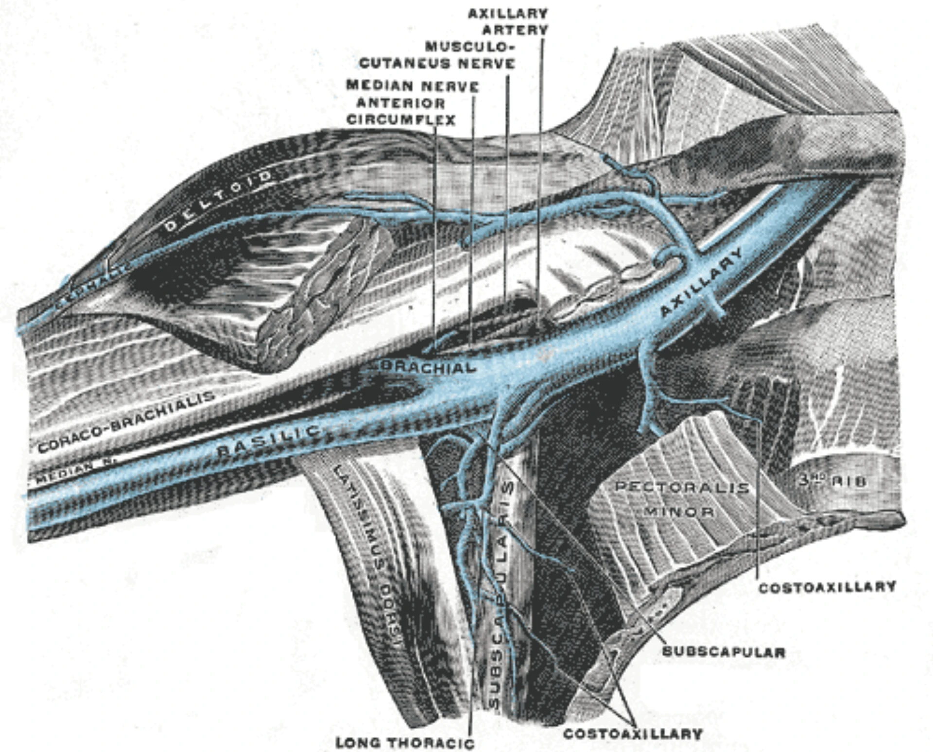 Henry Vandyke Carter, Gray's Anatomy Fig 576 — cephalic, basilic, and median forearm veins, the workhorse anatomy for adult PIV placement